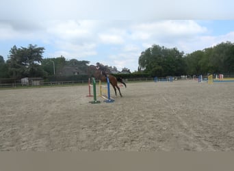 Belgisch Warmbloed, Ruin, 6 Jaar, 173 cm, Brauner