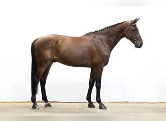Belgisch Warmbloed, Ruin, 6 Jaar, 173 cm, Bruin