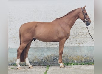 Belgisch Warmbloed, Ruin, 6 Jaar, 173 cm, Vos