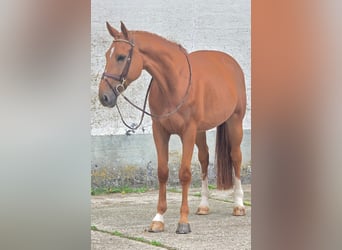 Belgisch Warmbloed, Ruin, 6 Jaar, 173 cm, Vos