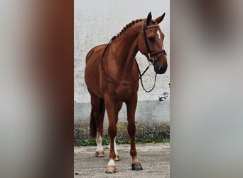 Belgisch Warmbloed, Ruin, 6 Jaar, 173 cm, Vos