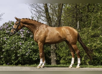 Belgisch Warmbloed, Ruin, 6 Jaar, 174 cm, Vos