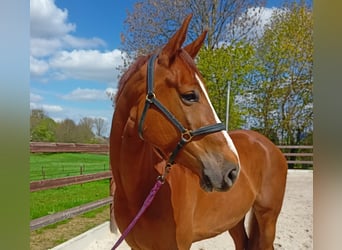 Belgisch Warmbloed, Ruin, 6 Jaar, 174 cm, Vos