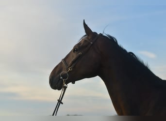 Belgisch Warmbloed, Ruin, 6 Jaar, 175 cm, Bruin