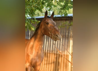 Belgisch Warmbloed, Ruin, 6 Jaar, 175 cm, Bruin