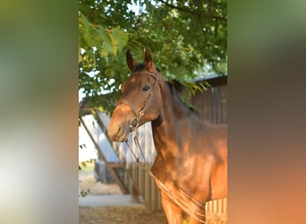Belgisch Warmbloed, Ruin, 6 Jaar, 175 cm, Bruin
