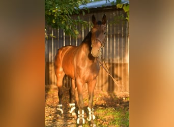 Belgisch Warmbloed, Ruin, 6 Jaar, 175 cm, Bruin