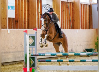 Belgisch Warmbloed, Ruin, 6 Jaar, 176 cm