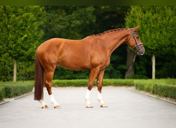 Belgisch Warmbloed, Ruin, 6 Jaar, 180 cm, Donkere-vos
