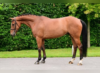 Belgisch Warmbloed, Ruin, 7 Jaar, 165 cm, Bruin