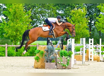 Belgisch Warmbloed, Ruin, 7 Jaar, 165 cm, Bruin