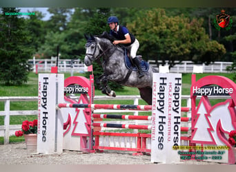 Belgisch Warmbloed, Ruin, 7 Jaar, 165 cm, Schimmel