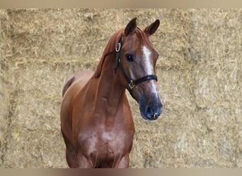 Belgisch Warmbloed, Ruin, 7 Jaar, 166 cm, Donkere-vos