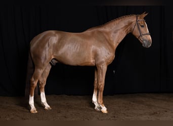 Belgisch Warmbloed, Ruin, 7 Jaar, 166 cm, Vos