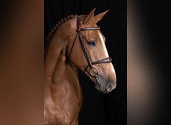 Belgisch Warmbloed, Ruin, 7 Jaar, 166 cm, Vos