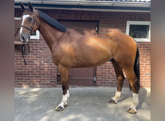 Belgisch Warmbloed, Ruin, 7 Jaar, 168 cm, Bruin