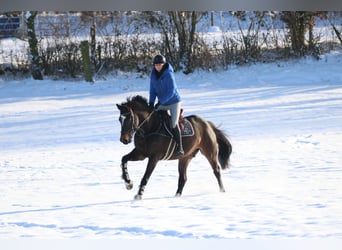 Belgisch Warmbloed, Ruin, 7 Jaar, 168 cm, Donkerbruin