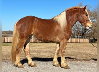 Belgisch Warmbloed, Ruin, 7 Jaar, 168 cm, Donkere-vos