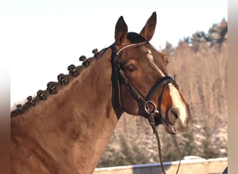 Belgisch Warmbloed, Ruin, 7 Jaar, 168 cm, Zwartbruin