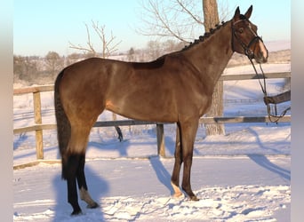 Belgisch Warmbloed, Ruin, 7 Jaar, 168 cm, Zwartbruin