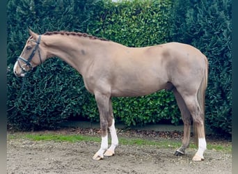 Belgisch Warmbloed, Ruin, 7 Jaar, 169 cm, Vos