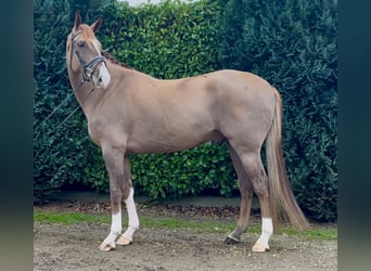 Belgisch Warmbloed, Ruin, 7 Jaar, 169 cm, Vos