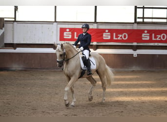 Belgisch Warmbloed, Ruin, 7 Jaar, 172 cm, Palomino