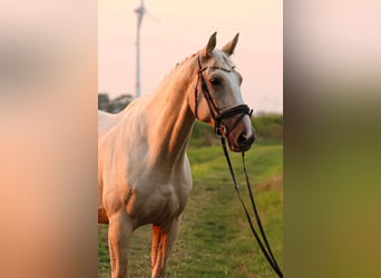 Belgisch Warmbloed, Ruin, 7 Jaar, 172 cm, Palomino