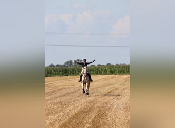 Belgisch Warmbloed, Ruin, 7 Jaar, 172 cm, Palomino