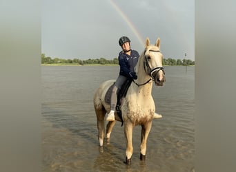 Belgisch Warmbloed, Ruin, 7 Jaar, 172 cm, Palomino