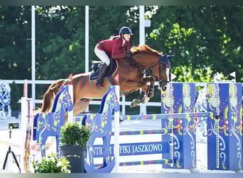 Belgisch Warmbloed, Ruin, 7 Jaar, 172 cm, Vos