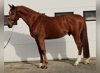 Belgisch Warmbloed, Ruin, 7 Jaar, 172 cm, Vos