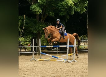 Belgisch Warmbloed, Ruin, 7 Jaar, 185 cm, Vos