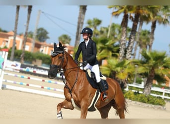 Belgisch Warmbloed, Ruin, 7 Jaar, Vos