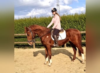 Belgisch Warmbloed, Ruin, 8 Jaar, 160 cm, Vos