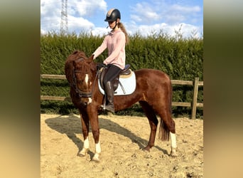 Belgisch Warmbloed, Ruin, 8 Jaar, 160 cm, Vos