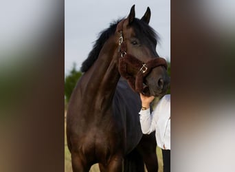 Belgisch Warmbloed, Ruin, 8 Jaar, 164 cm, Donkerbruin