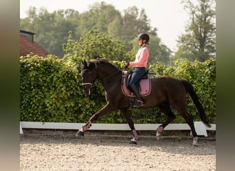 Belgisch Warmbloed, Ruin, 8 Jaar, 165 cm, Zwart