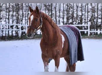 Belgisch Warmbloed, Ruin, 8 Jaar, 166 cm, Vos