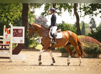 Belgisch Warmbloed, Ruin, 8 Jaar, 166 cm, Vos