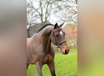 Belgisch Warmbloed, Ruin, 8 Jaar, 168 cm, Bruin