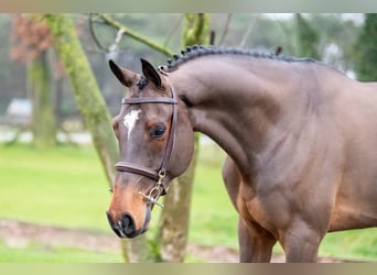 Belgisch Warmbloed, Ruin, 8 Jaar, 168 cm, Bruin