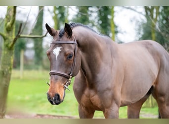 Belgisch Warmbloed, Ruin, 8 Jaar, 168 cm, Bruin