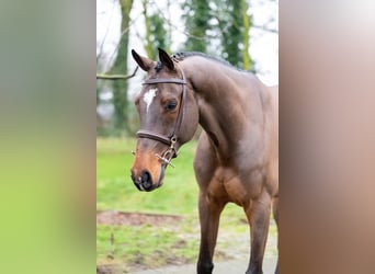 Belgisch Warmbloed, Ruin, 8 Jaar, 168 cm, Bruin