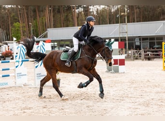 Belgisch Warmbloed, Ruin, 8 Jaar, 168 cm, Donkerbruin