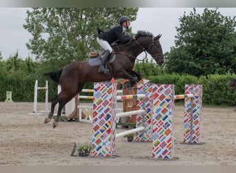 Belgisch Warmbloed, Ruin, 8 Jaar, 168 cm, Zwart