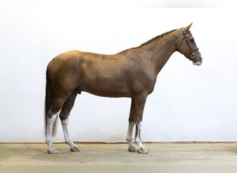 Belgisch Warmbloed, Ruin, 8 Jaar, 171 cm, Vos