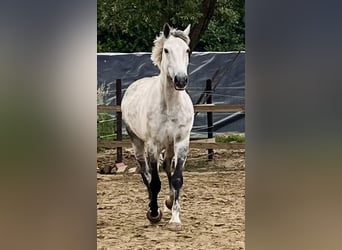 Belgisch Warmbloed, Ruin, 8 Jaar, 172 cm, Schimmel