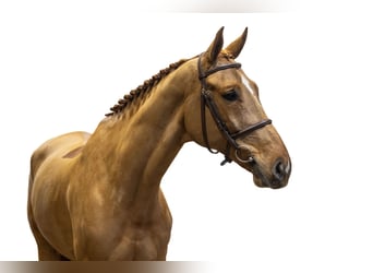 Belgisch Warmbloed, Ruin, 8 Jaar, 172 cm, Vos