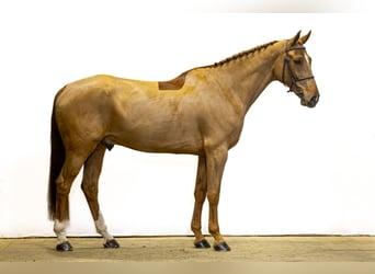 Belgisch Warmbloed, Ruin, 8 Jaar, 172 cm, Vos